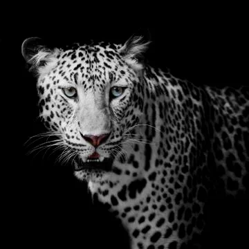 Leopard portrait Stock Photos