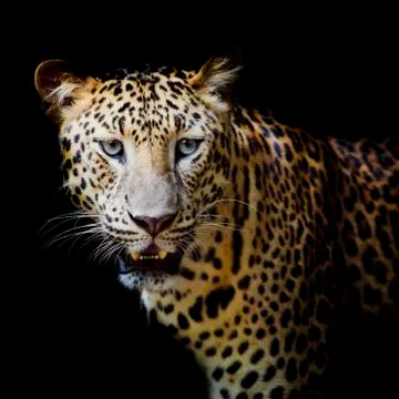 Leopard portrait Stock Photos