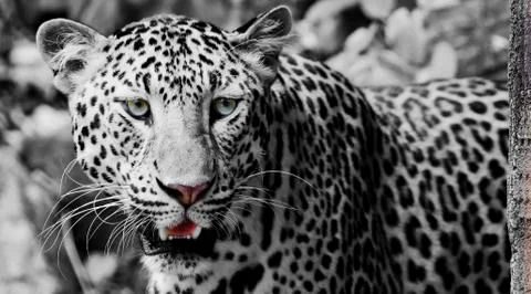 Leopard portrait Stock Photos