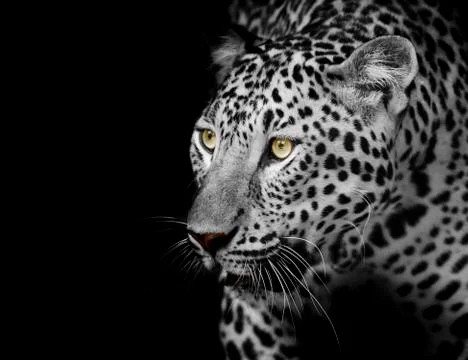 Leopard portrait Stock Photos
