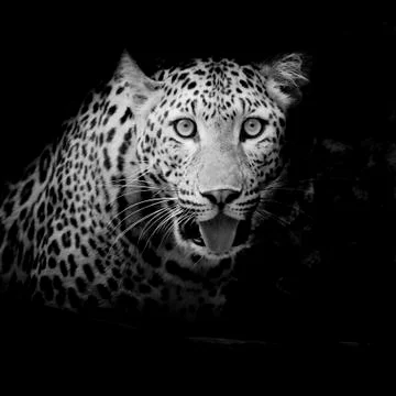 Leopard portrait Stock Photos