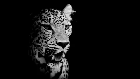 Leopard portrait Stock Photos