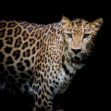 Leopard portrait Stock Photos