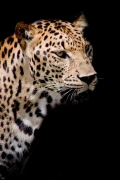 Leopard portrait Stock Photos