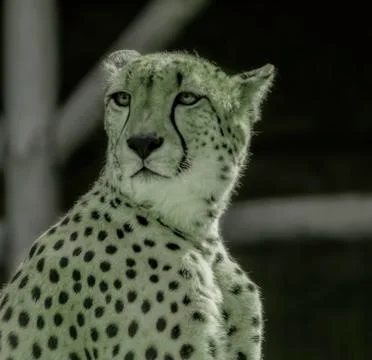 Leopard portrait Stock Photos