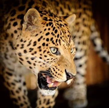 Leopard portrait Stock Photos