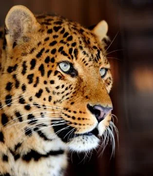 Leopard portrait Stock Photos
