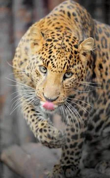 Leopard portrait Foto stock