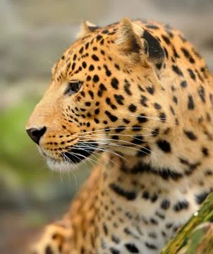 Leopard portrait Foto stock