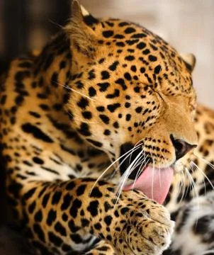 Leopard portrait 写真素材