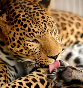 Leopard portrait Stock-Fotos