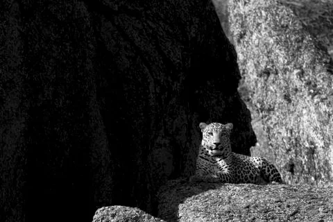 Leopard portrait Foto stock
