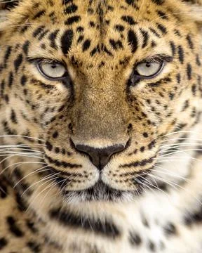 Leopard portrait Stock Photos