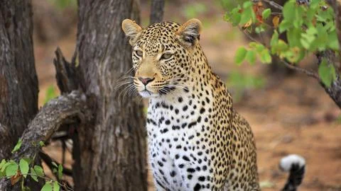Leopard Portrait Foto stock
