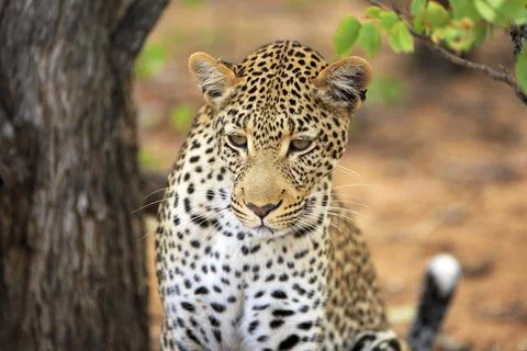 Leopard Portrait Foto stock