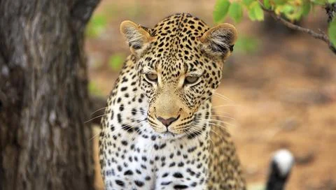 Leopard Portrait Foto stock