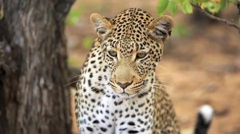 Leopard Portrait Foto stock