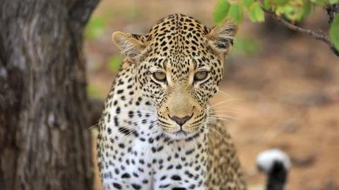 Leopard Portrait Stockfoto's