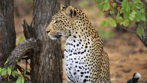Leopard Portrait Stockfoto's