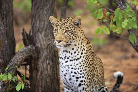Leopard Portrait Stockfoto's
