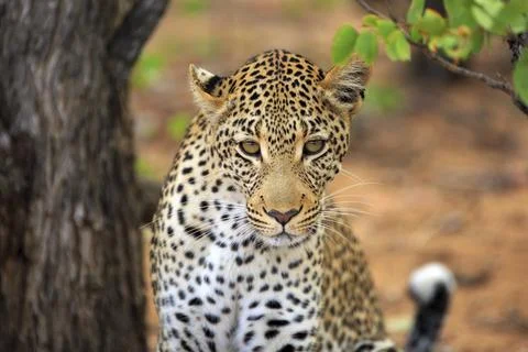 Leopard Portrait Stockfoto's
