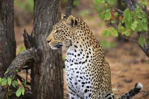 Leopard Portrait Stockfoto's