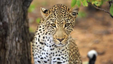 Leopard Portrait Stockfoto's