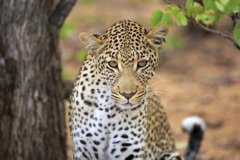 Leopard Portrait Stockfoto's