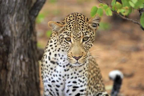 Leopard Portrait Foto stock