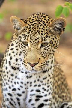 Leopard Portrait Foto stock