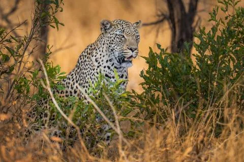 Leopard Portrait Stock Photos