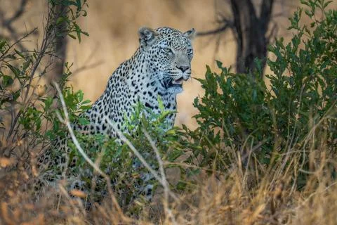 Leopard Portrait Stock Photos