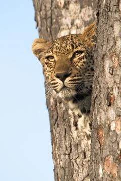 Leopard portrait in tree Stock Photos