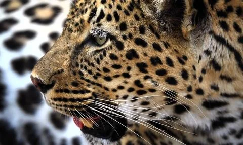 Leopard portrait in the wild Stock Photos