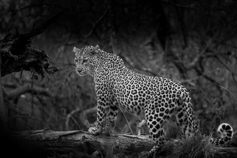 Leopard posed on a fallen tree South Africa Stock Photos