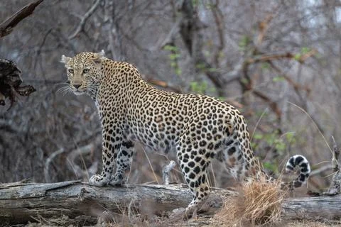Leopard posed on a fallen tree South Africa Stock Photos