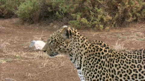 Leopard posing sideways Stock Footage 632734