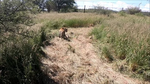 Leopard Pounces Stock Footage 126687154