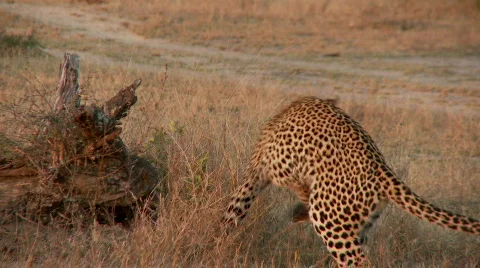 Leopard Preening 库存影片 646726