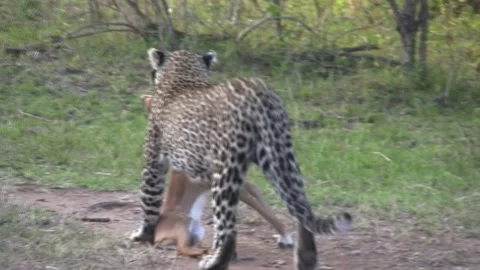 Leopard with prey. Hunt are success. Kenya, Africa Video stock 296330404