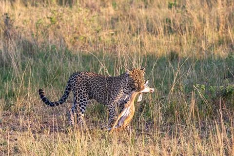 Leopard with prey. Hunter of savanna. Masai Mara, Kenya Stock Photos