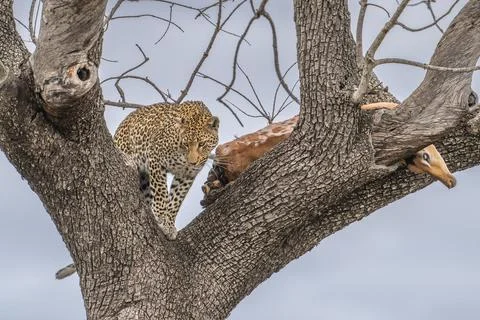 Leopard with prey in a tree Stock Photos