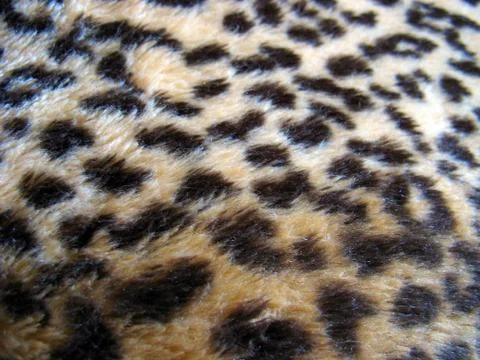 Leopard Print Stock Photos