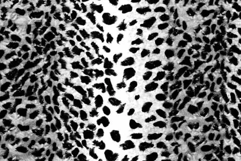 Leopard Print Stock Photos