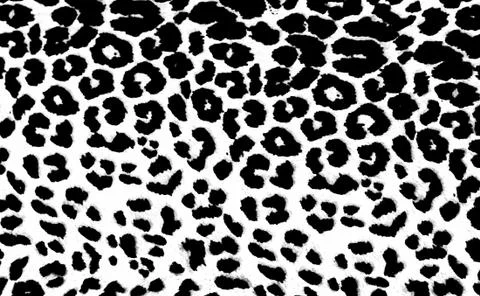 Leopard Print Stock Photos