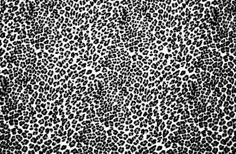 Leopard Print Stock Photos
