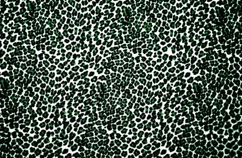 Leopard Print Stock Photos