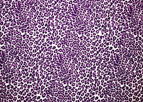 Leopard Print Stock Photos
