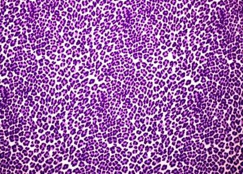 Leopard Print Stock Photos