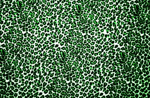 Leopard Print Stock Photos